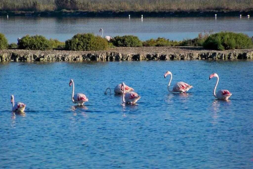 Apartamento Ángel en Gran playa Santa Pola Esterno foto